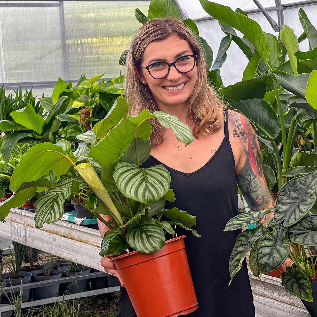 Obrázok Kalatea guľatolistá (Calathea orbifolia) - výška 40-50 cm, kont. C3L